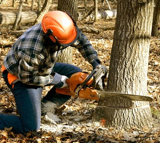 Tree Removal in Brush Creek, TN